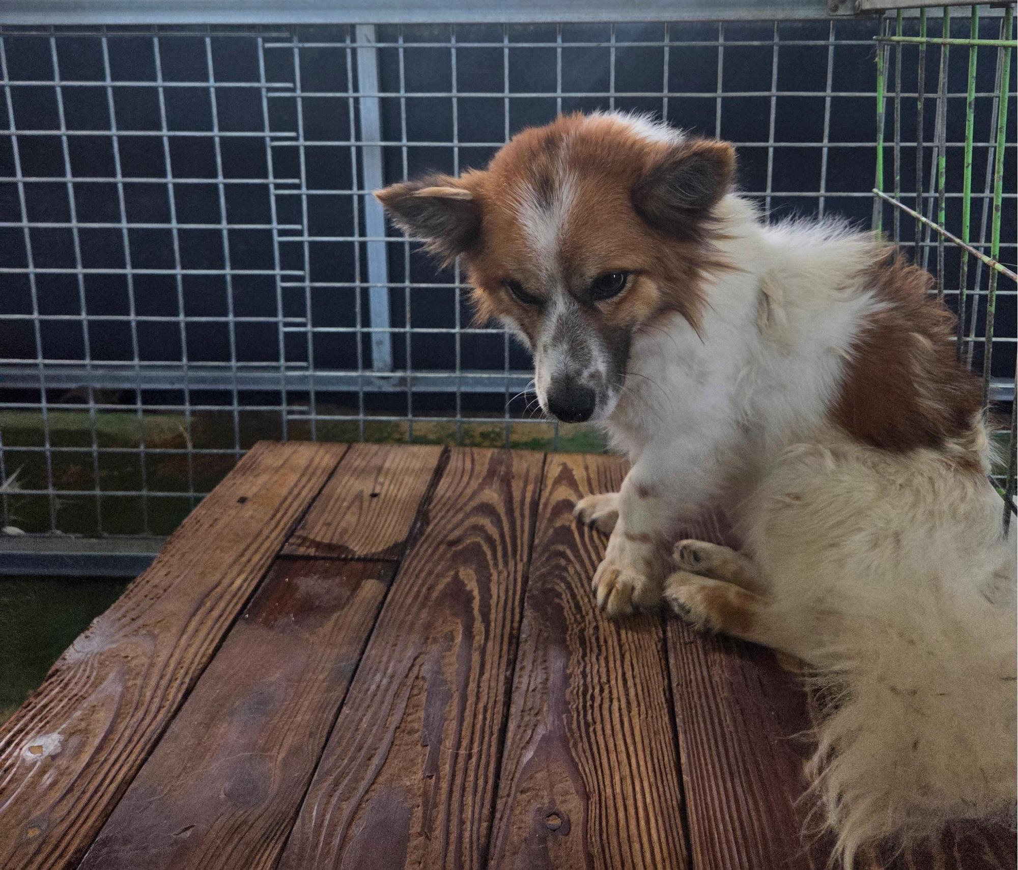 보호중 믹스견의 가…